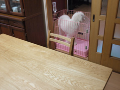 �v�[�h���ƈꏏ��